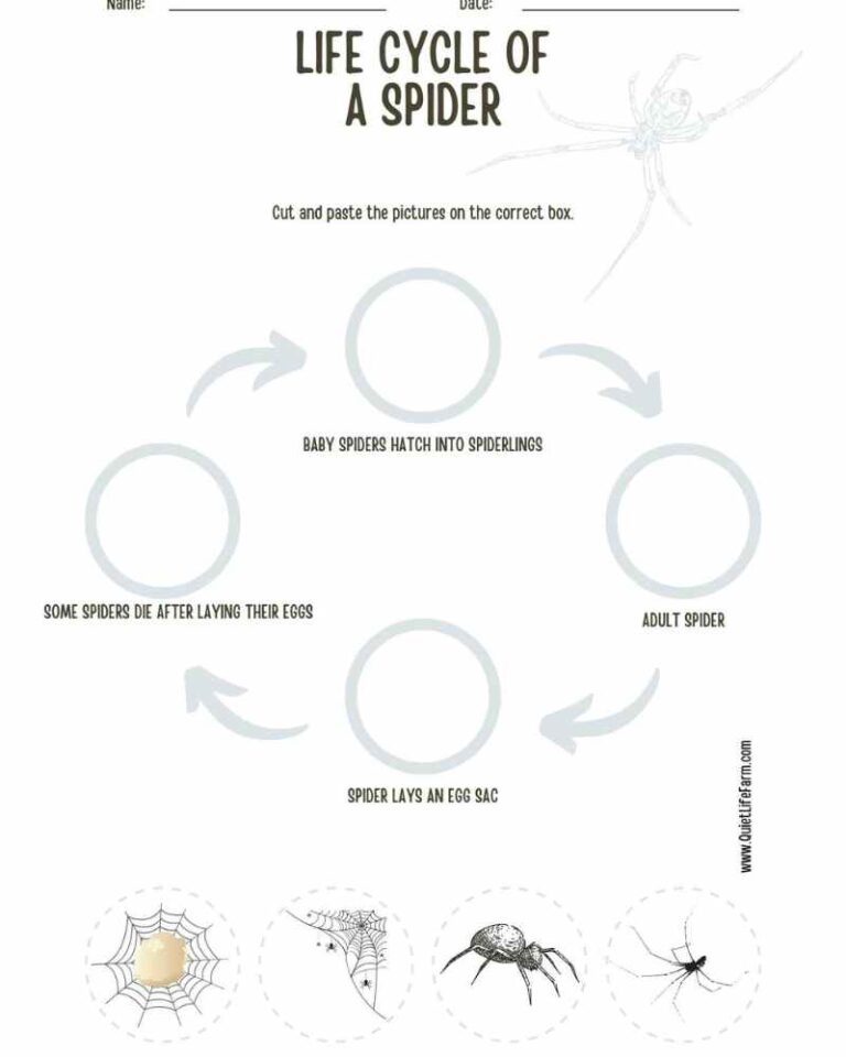 Charlotte’s Web: Free PDF printable for Yoto