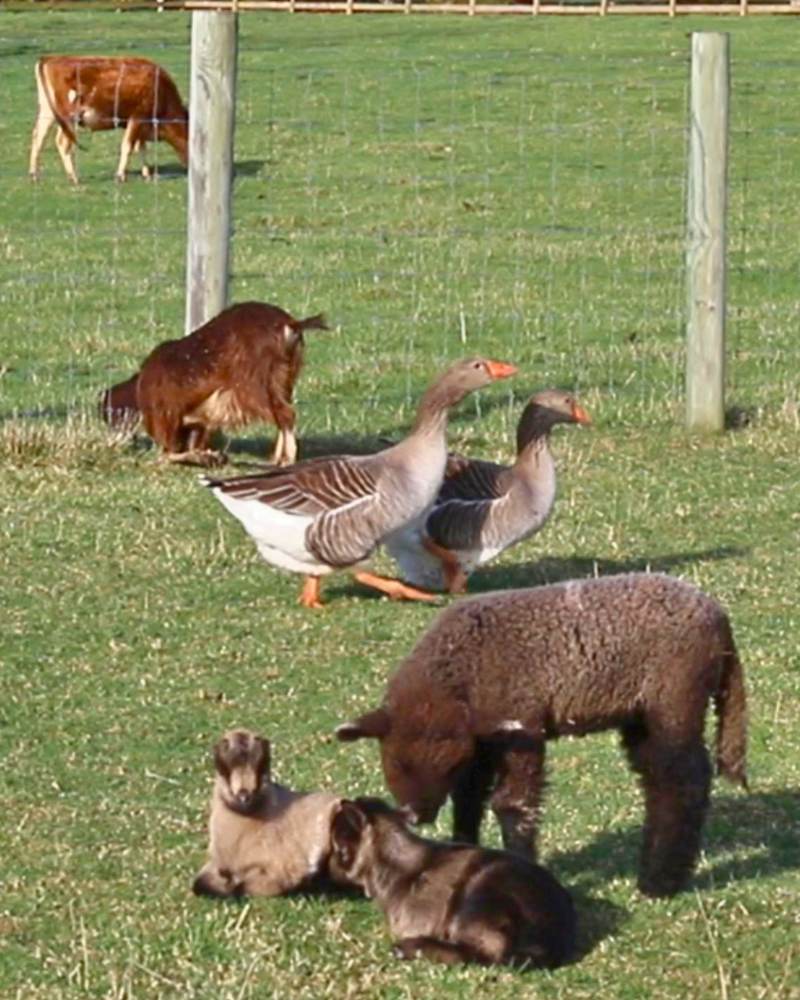 15 Things Nobody Tells You About Starting A Homestead