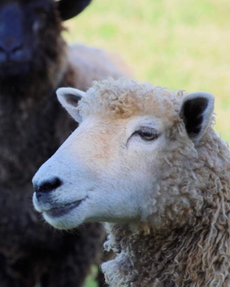 What I Wish I Knew Before Getting Sheep