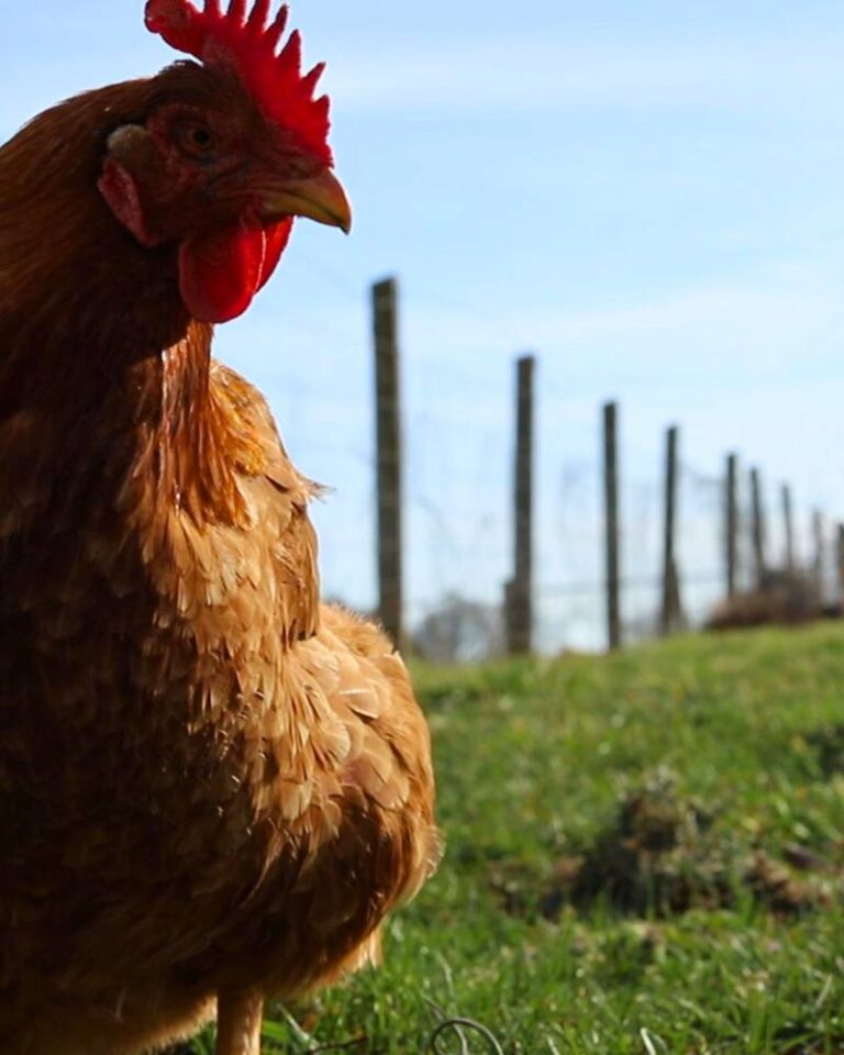 How to Buy a Homestead: 25 Things to Look for Before You Make an Offer