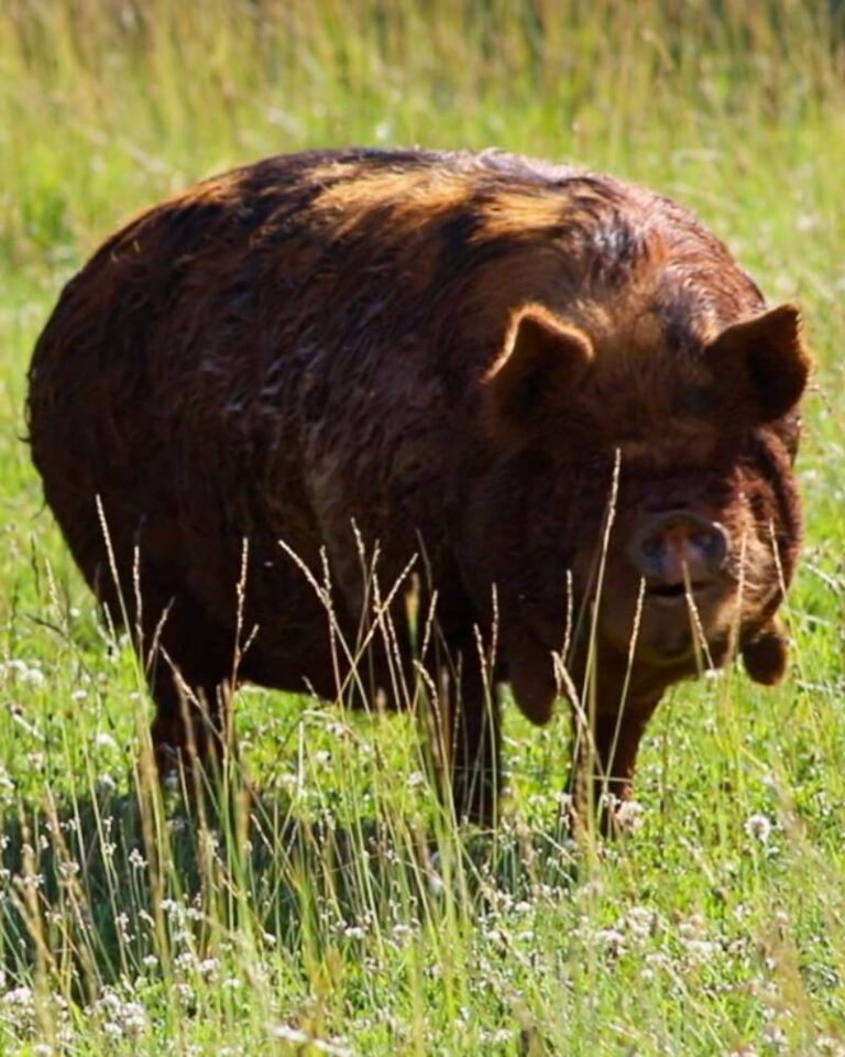 Your First Year Homesteading: What to Expect