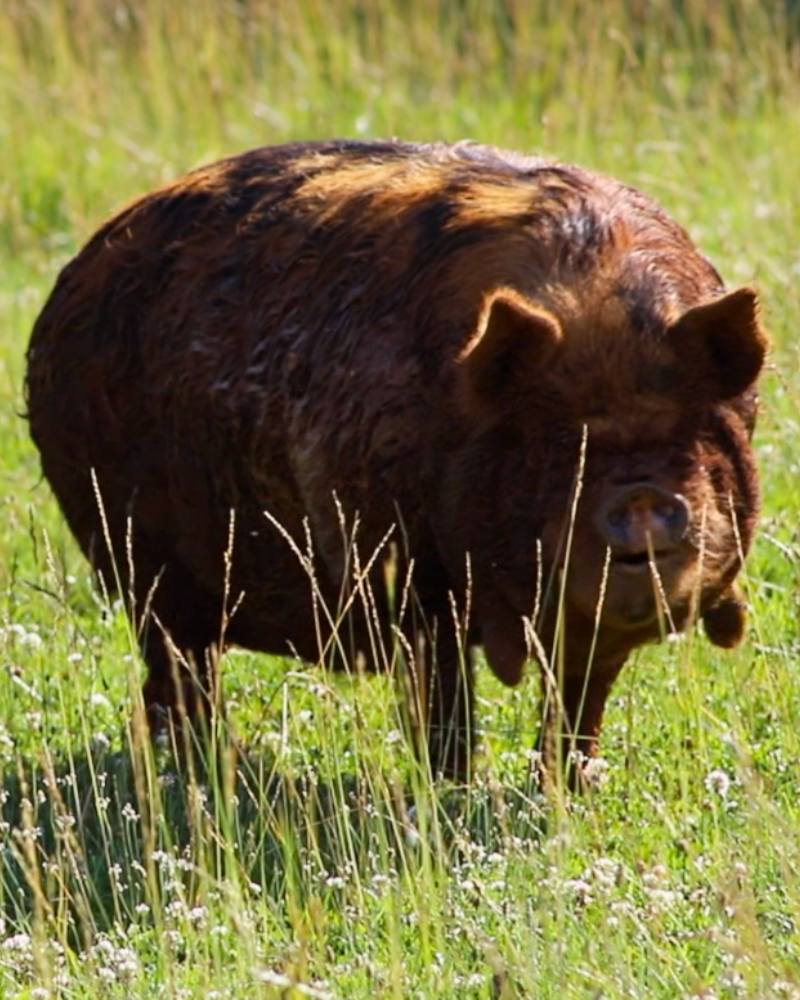 Your First Year Homesteading: What to Expect