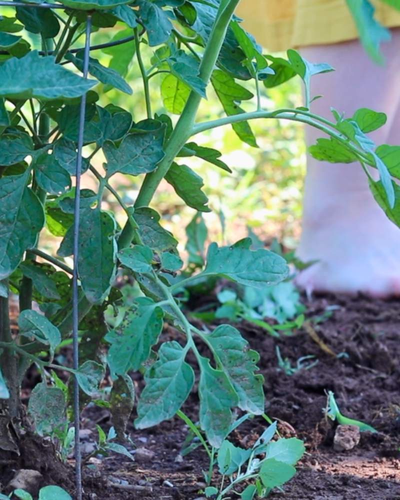 Things Nobody Tells You About Growing Your Own Food