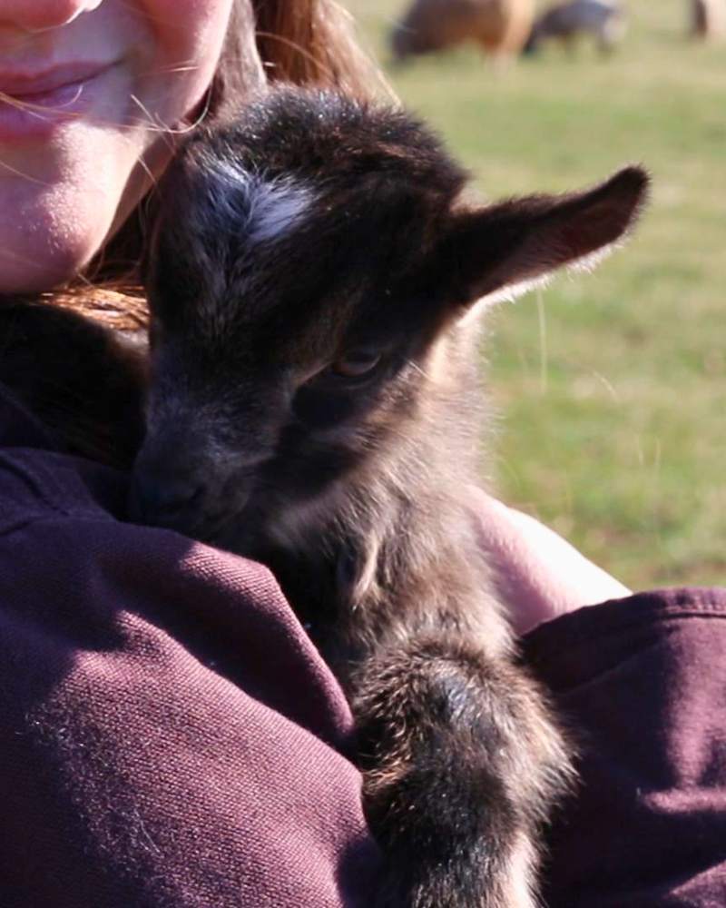 Goat Mistakes We Made So You Don’t Have To