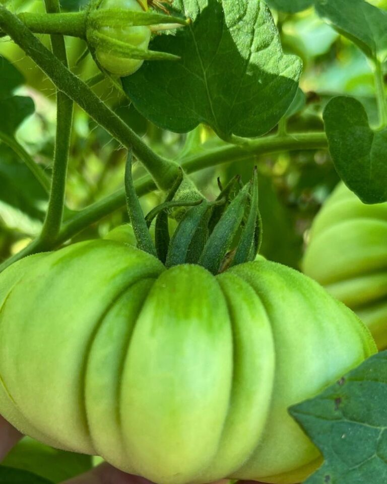 What I Wish I Knew Before Starting My First Garden