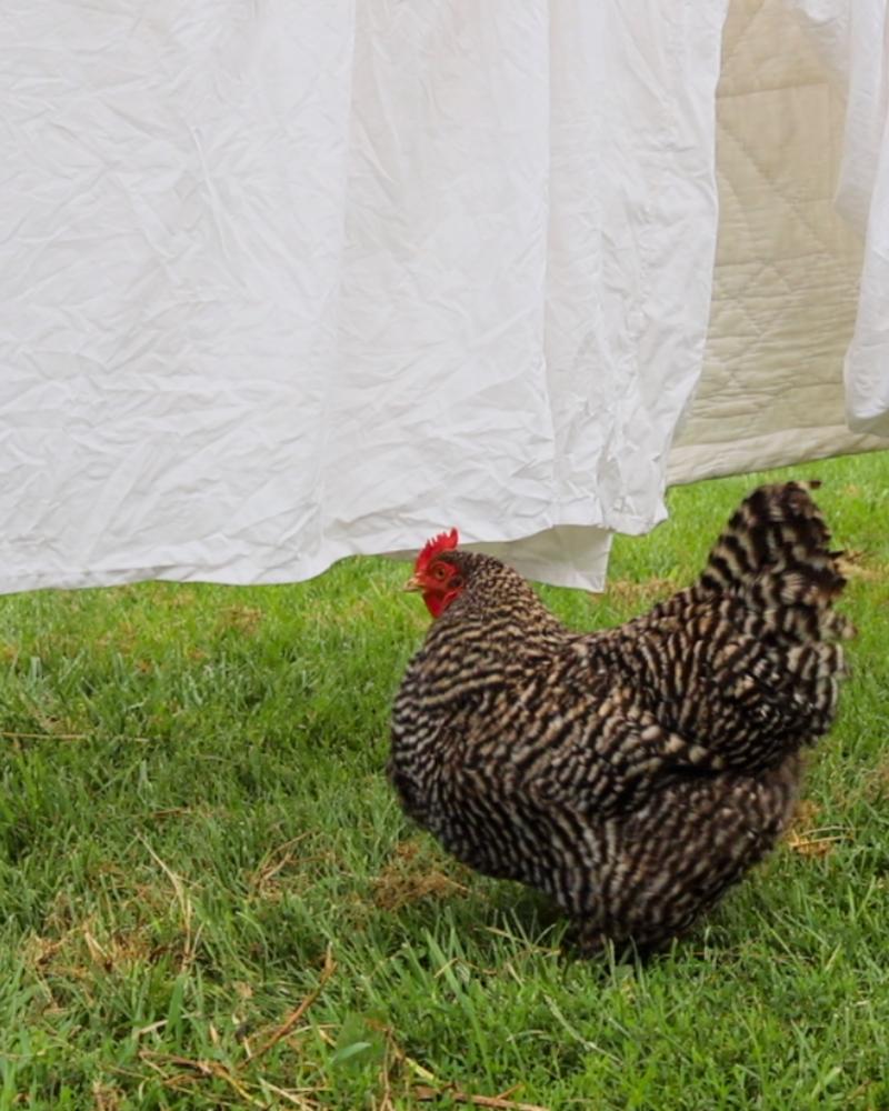 The Small Changes That Made Our Homestead More Productive