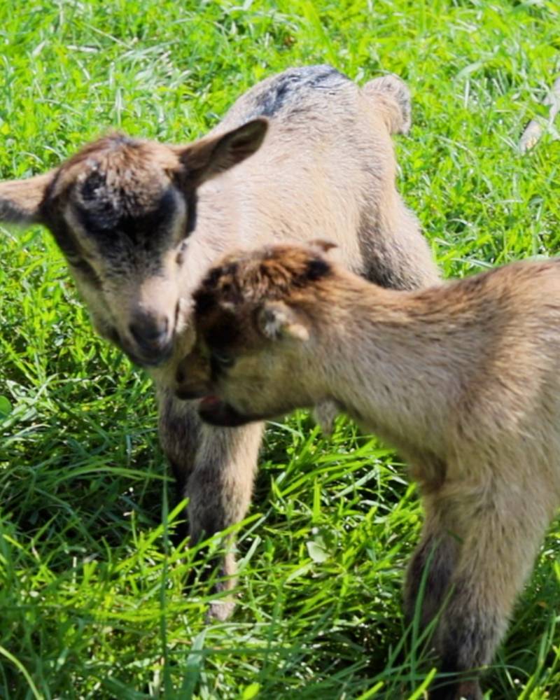 What We Actually Grow, Raise, and Make on Our Homestead